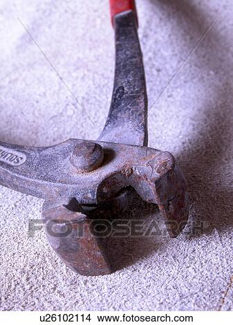 Picture - Austria, close-up, CLOSE, brown, alfred. Fotosearch