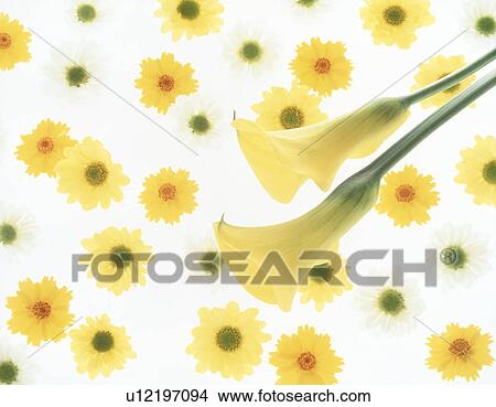 Picture - Close-up of attractive flowers. Fotosearch