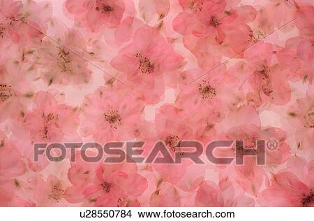 Picture - Close-up of attractive flowers. Fotosearch