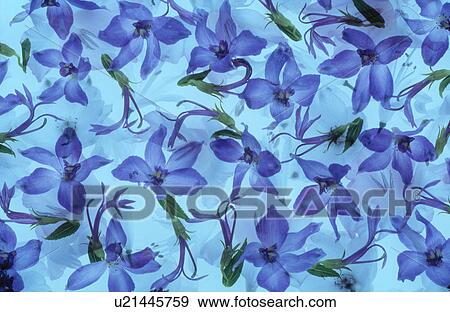 Stock Photo - Close-up of attractive flowers. Fotosearch