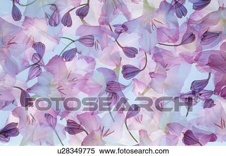 Close-up of attractive flowers View Large Photo Image Stock Photography - Close-up of attractive flowers. Fotosearch