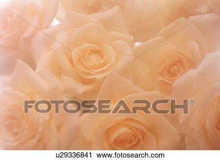 Close-up of beautiful roses. View Large Photo Image Stock Image - Close-up of beautiful roses.. Fotosearch