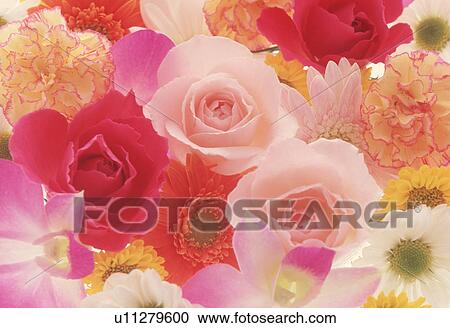 Close-up of colorful flowers View Large Photo Image Stock Image - Close-up of colorful flowers. Fotosearch