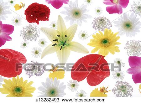 Close-up of colorful flowers View Large Photo Image Stock Image - Close-up of colorful flowers. Fotosearch