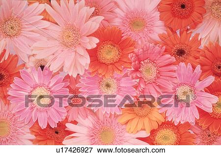 Close-up of colorful flowers View Large Photo Image Stock Photo - Close-up of colorful flowers. Fotosearch
