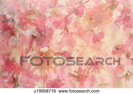 Stock Photograph - Close-up of colorful flowers. Fotosearch