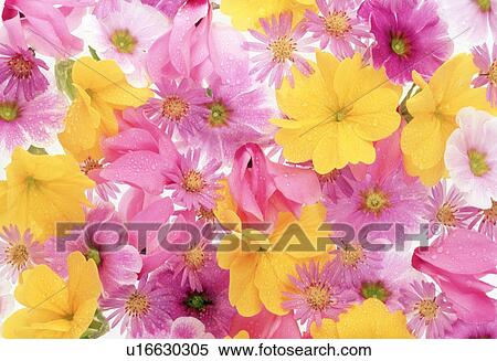 Stock Photography - Close-up of colorful flowers. Fotosearch