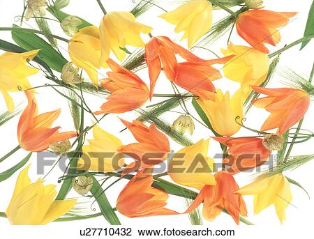 Close-up of colorful tulips View Large Photo Image Stock Image - Close-up of colorful tulips. Fotosearch