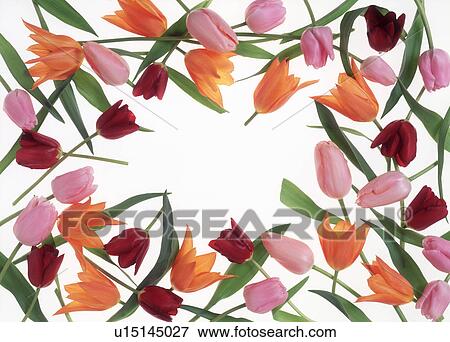 Stock Photo - Close-up of colorful tulips. Fotosearch