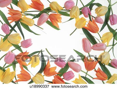 Close-up of colorful tulips View Large Photo Image Stock Photo - Close-up of colorful tulips. Fotosearch