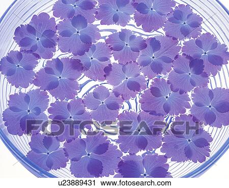 Close-up of flowers in a bowl View Large Photo Image Stock Image - Close-up of flowers in a bowl. Fotosearch