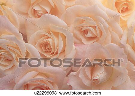 Close-up of peach-colored roses View Large Photo Image Stock Photo - Close-up of peach-colored roses. Fotosearch