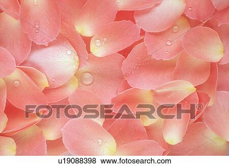 Close-up of petals of pink roses View Large Photo Image Stock Photo - Close-up of petals of pink roses. Fotosearch
