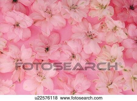 Stock Photo - Close-up of pink flowers. Fotosearch