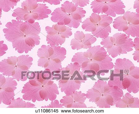 Close-up of pink flowers View Large Photo Image Stock Photography - Close-up of pink flowers. Fotosearch