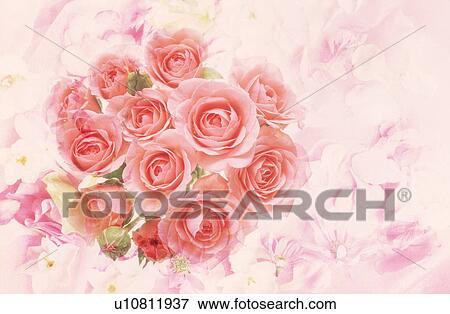 Close-up of pink roses View Large Photo Image Stock Photo - Close-up of pink roses. Fotosearch