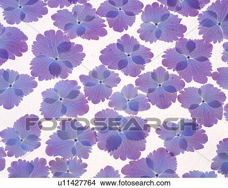 Picture - Close-up of purple flowers. Fotosearch
