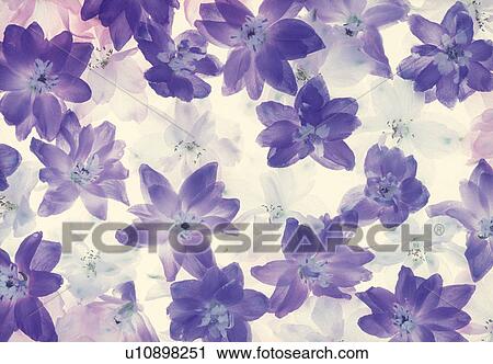 Stock Image - Close-up of purple flowers. Fotosearch