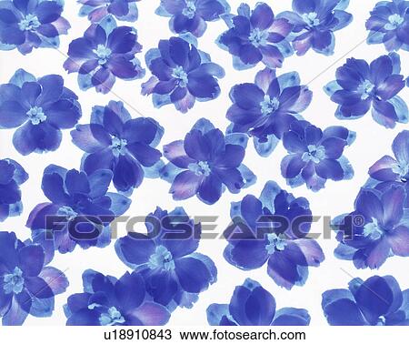 Stock Image - Close-up of purple flowers. Fotosearch