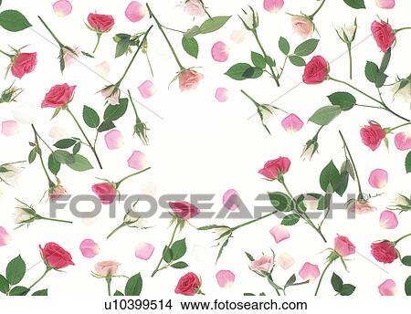 View of scattered roses with green leaves. View Large Photo Image Picture - View of scattered roses with green leaves.. Fotosearch
