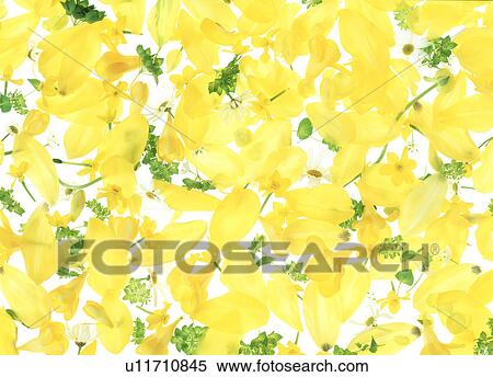 Stock Photography - View of scattered yellow flowers. Fotosearch