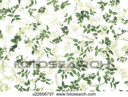 View of white flowers with green leaves View Large Photo Image Stock Photo - View of white flowers with green leaves. Fotosearch