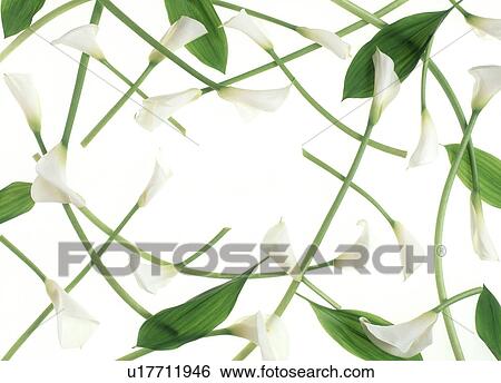 View of white flowers with stalks View Large Photo Image Stock Photograph - View of white flowers with stalks. Fotosearch