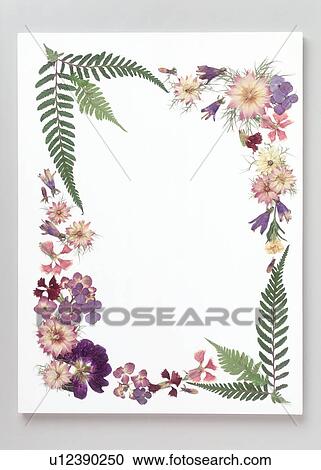 A frame of flowers and leaves View Large Photo Image Stock Image - A frame of flowers and leaves. Fotosearch