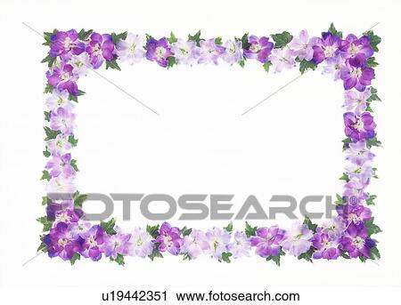 Stock Image - A frame of purple flowers. Fotosearch
