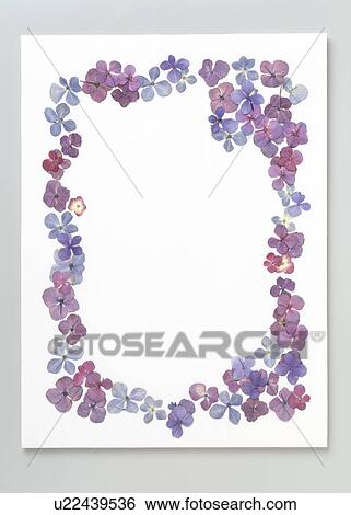 A frame of purple flowers View Large Photo Image Stock Photograph - A frame of purple flowers. Fotosearch