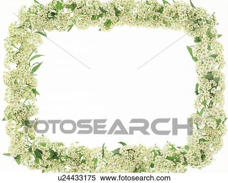 Stock Photography - A frame of white flowers. Fotosearch