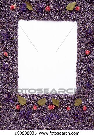 A vertical frame formed by purple buds and flowers View Large Photo Image Stock Photography - A vertical frame formed by purple buds and flowers. Fotosearch