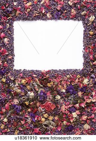 Close up of a rectangular frame formed by flowers View Large Photo Image Stock Image - Close up of a rectangular frame formed by flowers. Fotosearch