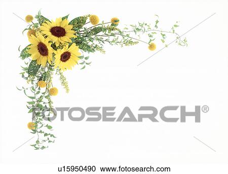 Cluster of sunflowers beautifully arranged View Large Photo Image Stock Image - Cluster of sunflowers beautifully arranged. Fotosearch
