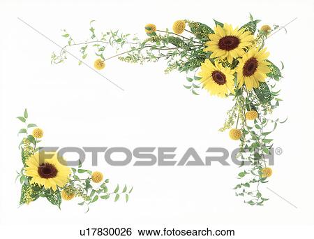 Cluster of sunflowers beautifully arranged View Large Photo Image Stock Photograph - Cluster of sunflowers beautifully arranged. Fotosearch
