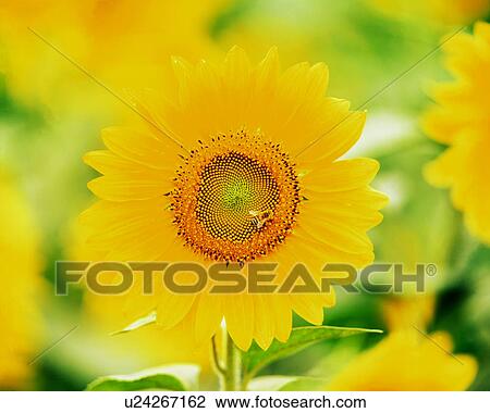 特寫鏡頭 的 A 向日葵種類最齊全的圖像 U Fotosearch