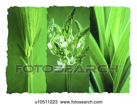 Stock Image - A collage of flowers amid leaves. Fotosearch