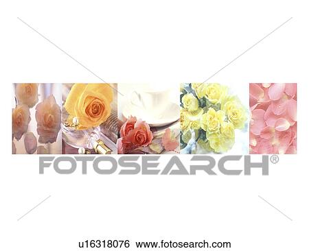 A collage of variety of flowers View Large Photo Image Stock Photograph - A collage of variety of flowers. Fotosearch