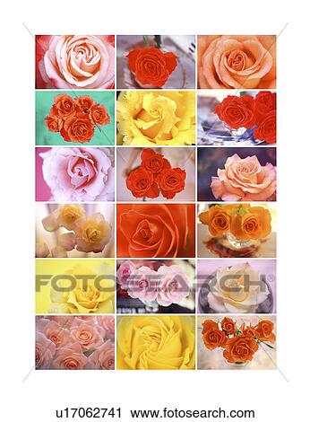 Stock Image - A collage of variety of roses. Fotosearch