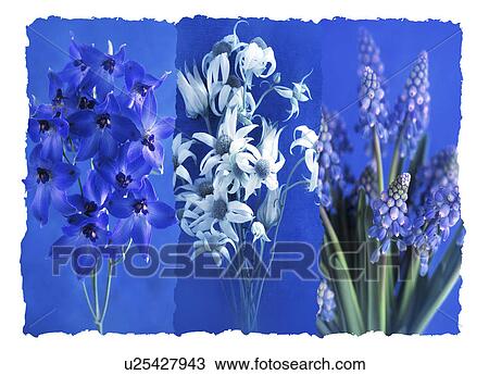 Stock Image - A collage of various flowers. Fotosearch
