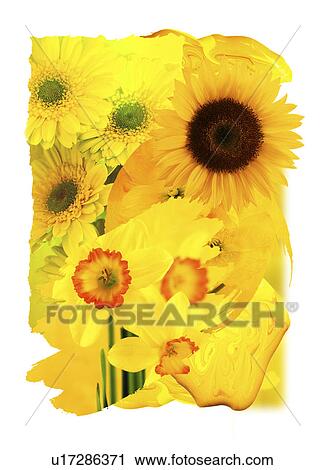 Stock Image - A collage of yellow flowers. Fotosearch