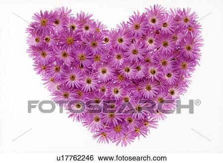 Stock Photograph - A heart-shaped arrangement of chrysanthemums. Fotosearch