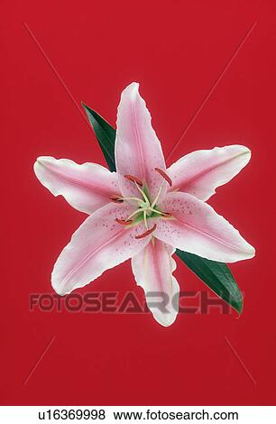 Close-up of a beautiful flower View Large Photo Image Stock Photo - Close-up of a beautiful flower. Fotosearch