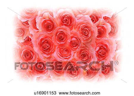 Stock Image - Close-up of a bunch of pink roses.. Fotosearch