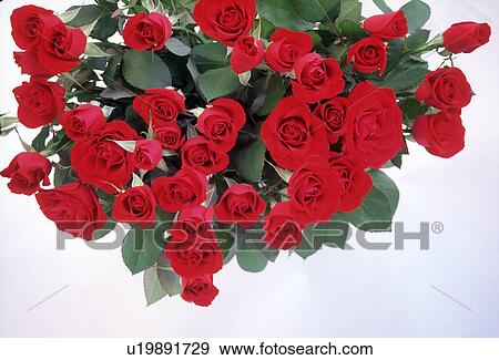 Close-up of a bunch of roses View Large Photo Image Stock Photo - Close-up of a bunch of roses. Fotosearch