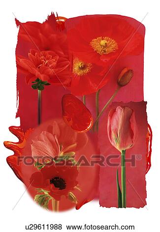 Stock Photo - Close-up of a collage of varieties of flowers. Fotosearch