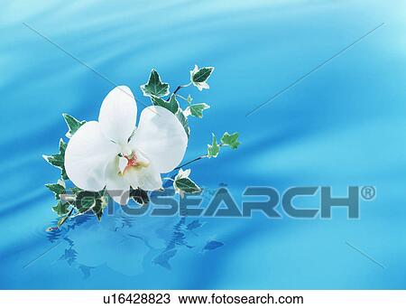 Stock Image - Close-up of a pretty flower in water.. Fotosearch