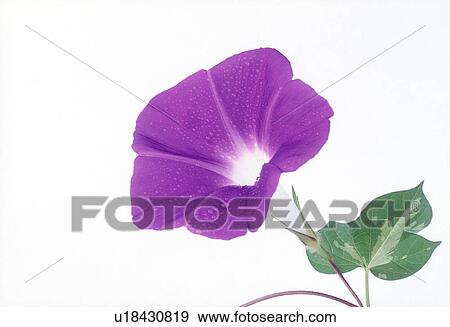 Stock Photo - Close-up of a purple petunia flower.. Fotosearch