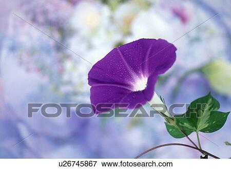 Stock Photo - Close-up of a purple petunia flower.. Fotosearch