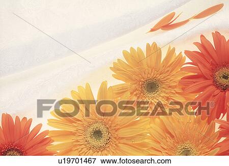 Stock Photo - Close-up of beautiful flowers. Fotosearch